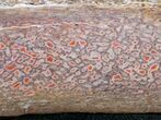 Pink Agatized Dinosaur Bone - Polished Faces #11449-2